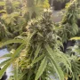 Семена конопли Auto CBD-Victory® от Dutch Passion